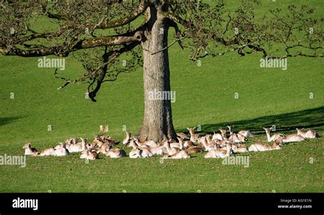 Deer lake district autumn hi-res stock photography and images - Alamy