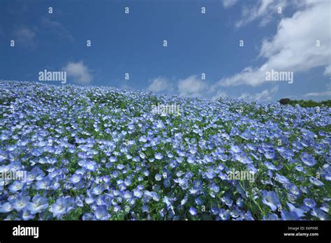 Ibaraki Prefecture, Japan Stock Photo, Royalty Free Image: 73033002 - Alamy