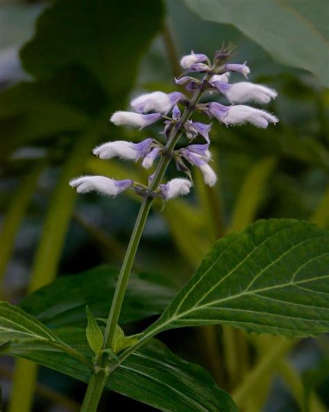 Salvia Flowers: Cultivation and Consumption | DoubleBlind Mag