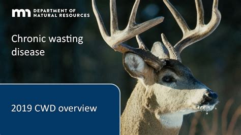 What to know about chronic wasting disease for 2019 - YouTube