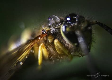 50+ Magical Macro Shots: Photo Contest Finalists - VIEWBUG.com