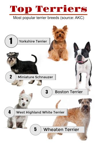 What Dog Breeds Are Terriers