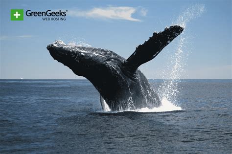 Humpback Whale Populations Have Almost Fully Recovered