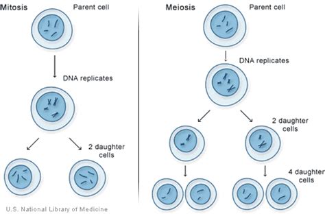 Hướng Dẫn Is the original cell has 46 chromosomes How can each new ...