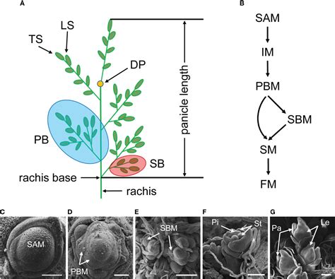 Frontiers | Genetic and molecular pathways controlling rice inflorescence architecture