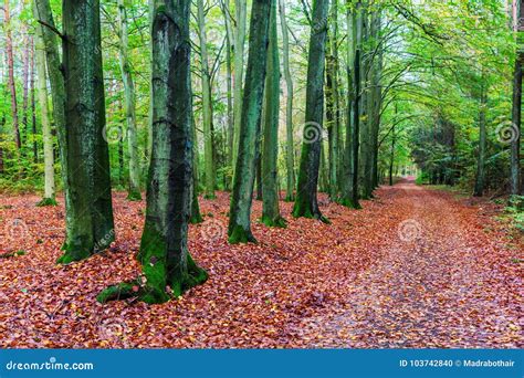 Beech Forest with Forest Path in Autumn Stock Photo - Image of season, path: 103742840