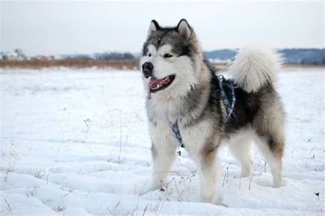 Top 10 Snow-Loving Dog Sled Breeds | PetGuide