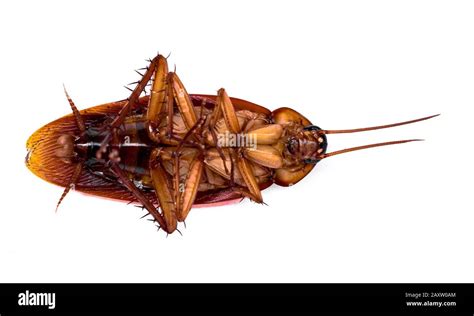 Scientific Name : Periplaneta americana. Detailed photo of American Hissing Cockroach with ...