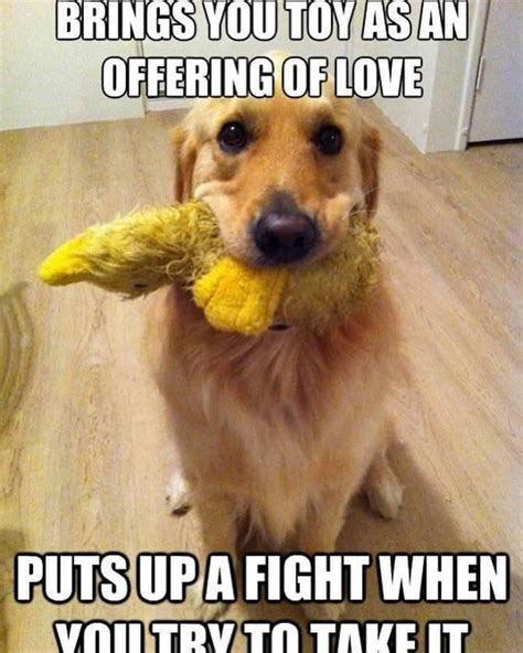 Funniest Golden Retriever Memes - K9nerds.com