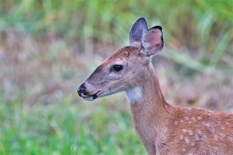 Whitetail Fawn Buck Closeup - Steve Creek