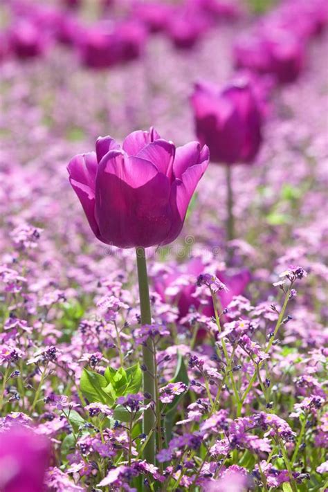 Violet tulips stock image. Image of sunny, floral, bloom - 30869275