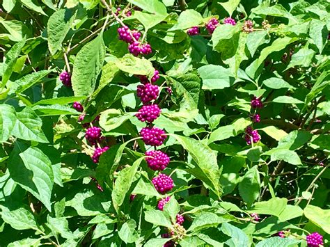 American beautyberry: a true American native