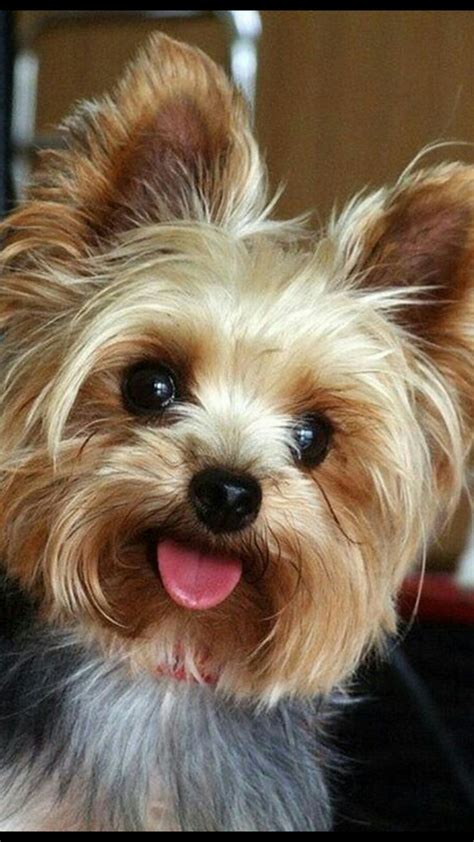 73 best Biewer German Yorkie images on Pinterest | Biewer yorkie, Yorkie and Yorkies