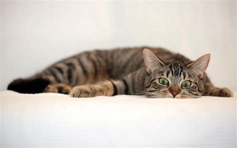 gray tabby cat lying on white textile #cat #animals #1080P #wallpaper # ...