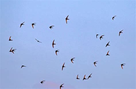 Common Swifts - The Aerial Masters