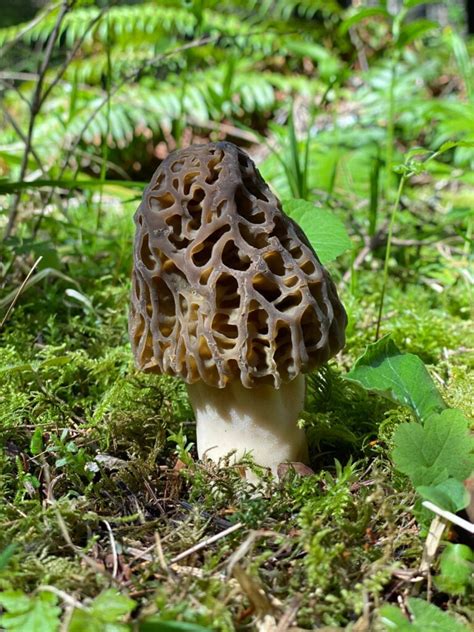 False Morel Mushrooms - Everything You Need to Know - Mushroom Appreciation