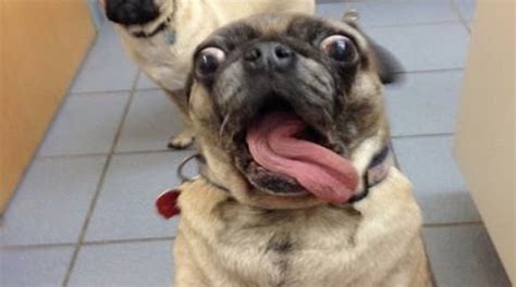 If you find your pet doing this, scream! | Funny animal compilation, Pugs funny, Funny dogs