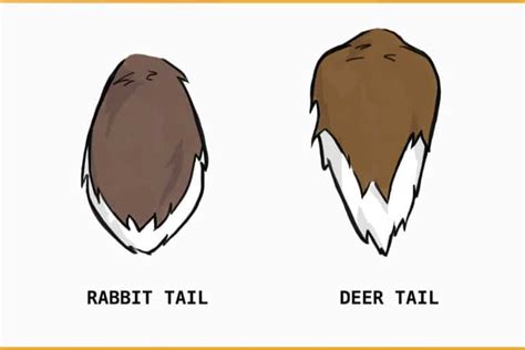 Rabbit Tails: What are they for?