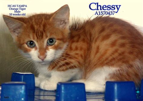 Urgent Cats of Tampa Bay Chessy 1570437 | Chessy, Cats, Tampa