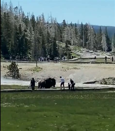 Man gored by bison at Yellowstone National Park in 2nd attack this year - ABC News