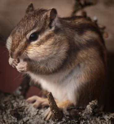 Siberian Chipmunk - The Pet Wiki