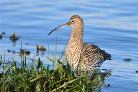 Urgent action needed to prevent Curlew's extinction. - BirdWatch Ireland