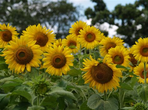 1000 Words: Essay #67: Summer sunflowers