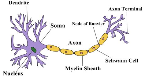 Structure of a Neuron - Owlcation