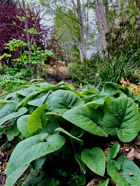 Phlomis russeliana | Wychwood Tasmania