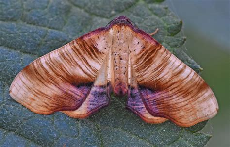 Scorched Wing moth, Motcombe. | Dorset Butterflies