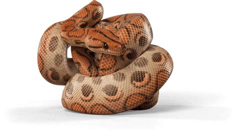 15 Cool Rainbow Boa Morphs With Pictures