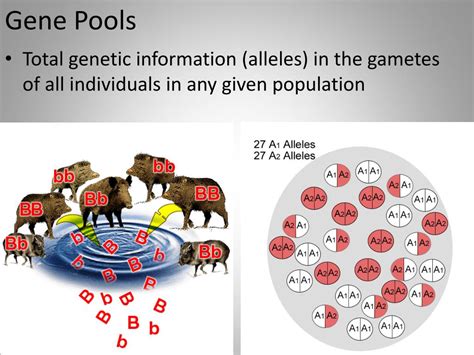 PPT - Natural Selection PowerPoint Presentation, free download - ID:2842019