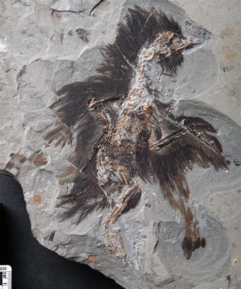 Keratin and Melanosomes Preserved in 130-Million-Year-Old Bird Fossil ...