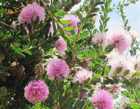 Pom Pom Tree Photograph by Marta Robin Gaughen - Fine Art America