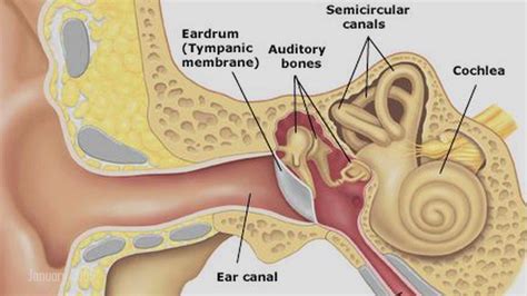 [DIAGRAM] Inside Ear Drum Diagram - MYDIAGRAM.ONLINE