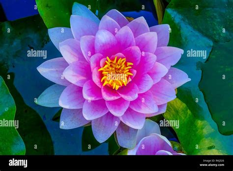 Pink Water Lily Green Lily Pads Perennial Van Dusen Garden Vancouver ...