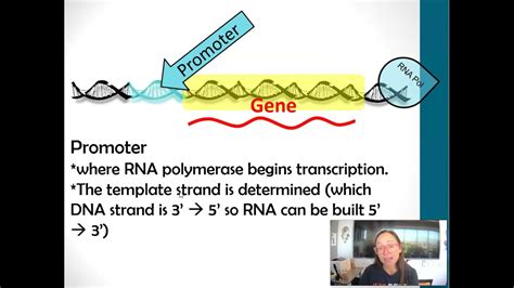 Promoter Definition Biology