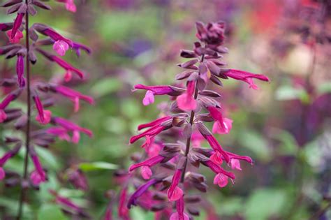 16 Spectacular Salvias to Grow - gardenersworld.com