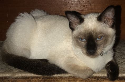 Siamese Cats For Sale | Sanford, ME #303921 | Petzlover