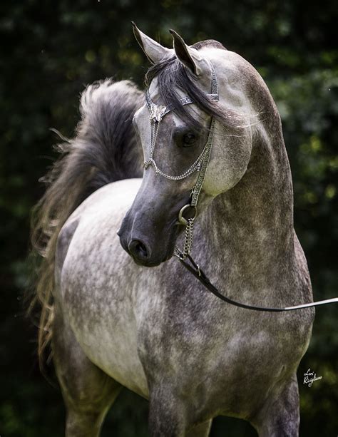 Siraj Ibn Mishaal LDA | Egyptian arabian horses, Horses, Beautiful arabian horses