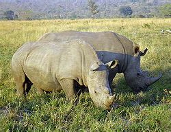 코뿔소 - 위키백과, 우리 모두의 백과사전