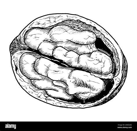 Drawing of persian walnuts - hand sketch of food Stock Vector Image & Art - Alamy