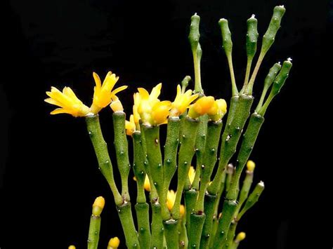 Hatiora salicornioides (Dancing Bones) - World of Succulents | Succulents, Hanging plants, Cacti ...