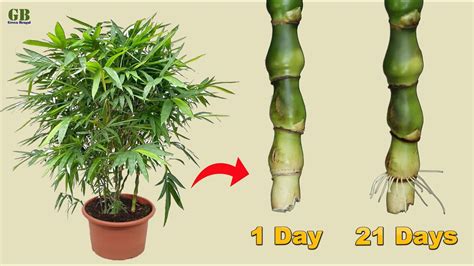 Buddha belly bamboo propagation from cuttings in water (with update ...