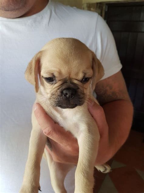 Pug x Bulldog Puppies For Sale. ***Ready Now*** | in Wisbech ...