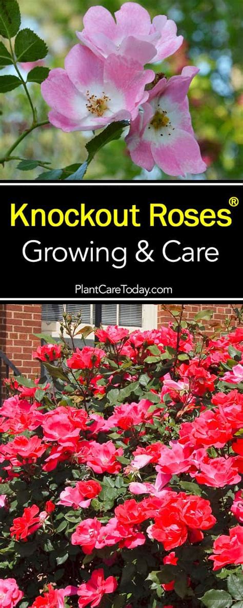 Knockout Roses Care: 5 Tips On How To Care For Knock Out Roses