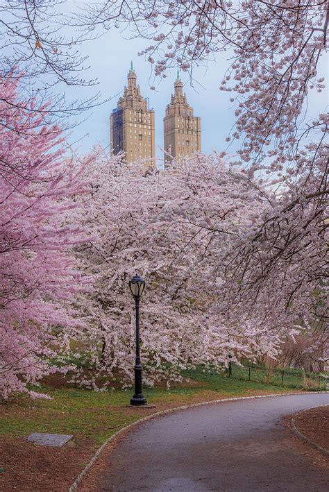 Central Park Cherry Blossoms Photograph by Terri Mongeon