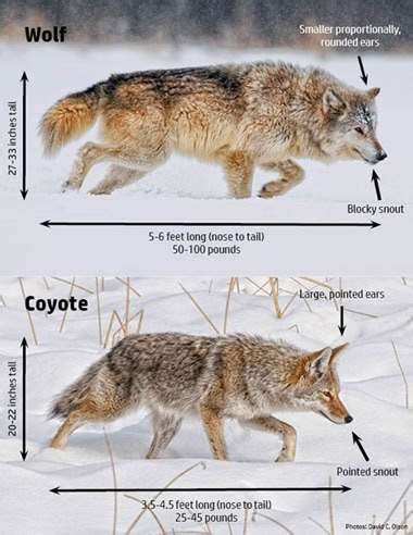 Coyote or Wolf? Learn to Spot The Difference - New York Almanack