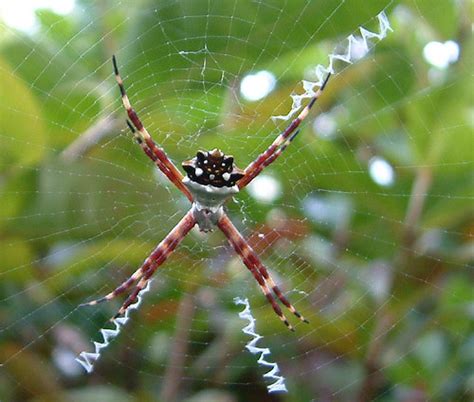 Banana Spider | This spider was seen in my side yard here in… | Flickr