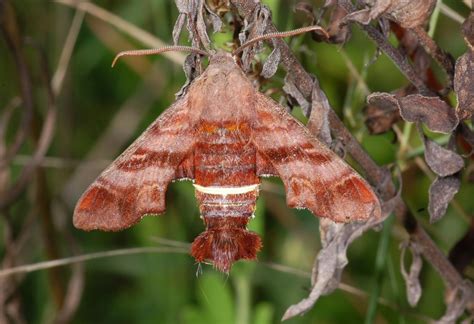 Family Sphingidae – ENT 425 – General Entomology